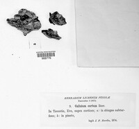 Calicium abietinum image